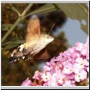 Macroglossum stellatarum - Taubenschwaenzchen wien-a 02.jpg